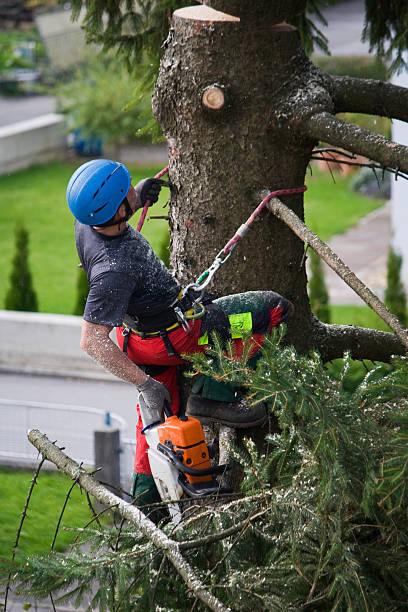 Best Lawn Watering Services  in Independence, MO