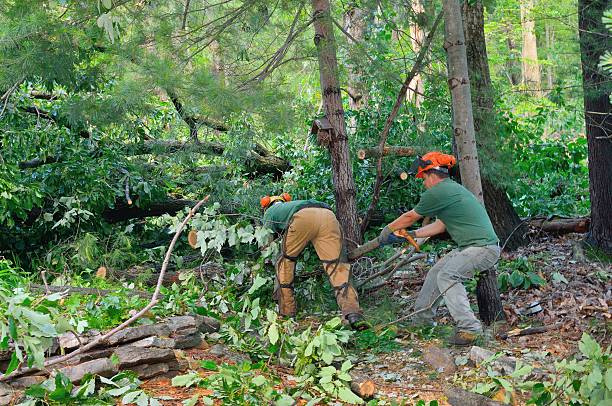 Best Tree Trimming and Pruning  in Independence, MO